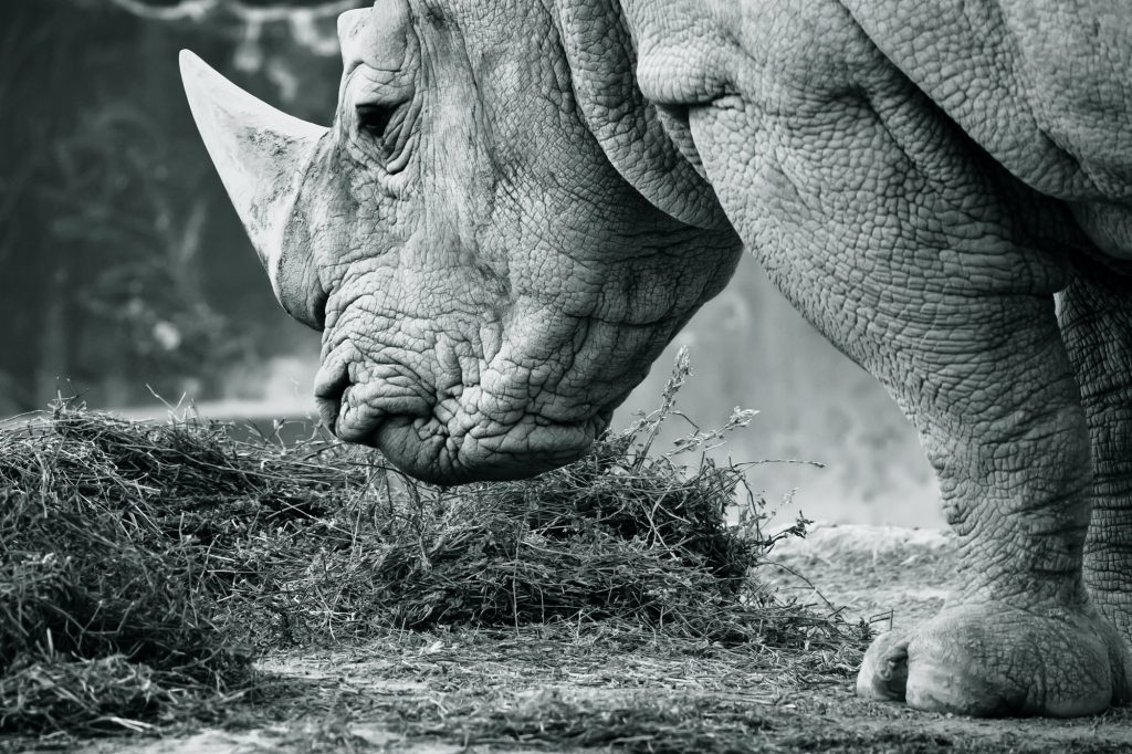 White rhino