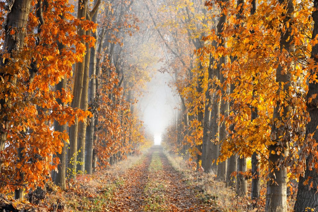 Diminishing perspective in a lane in autumn