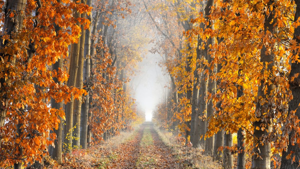 Diminishing perspective in a lane in autumn